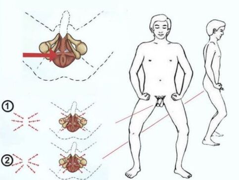 A localización do músculo Kegel e a técnica para aumentar o seu ton