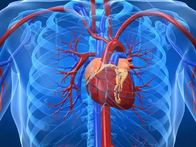 Os exercicios que aumentan a potencia están contraindicados en casos de enfermidade cardíaca